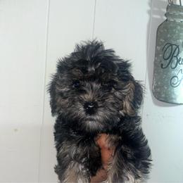 Barbie 2000 - Black and tan female Yorkipoo puppy in Gastonia, North Carolina from Dynasty Kennel
