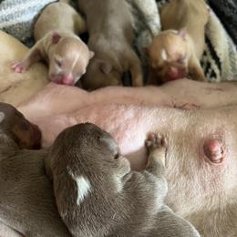 American Bully Puppies from Solidified Midwest Bullies