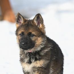 German Shepherd Puppies from Auf der Marquis German Shepherds