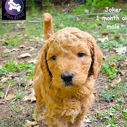 Joker - Red  male Goldendoodle puppy in Greer, South Carolina from South Paw Doodles