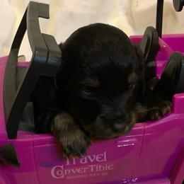 NICKI AKC REGISTERED MALE - Black and tan male Dachshund puppy in Elizabethtown, Kentucky from Teeny Tiny Puppy Tails
