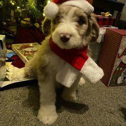Aussiedoodle Puppies from Drew’s Aussies & Doodles