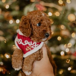 Goldendoodle and Sheepadoodle Puppies from Dooling Doodles