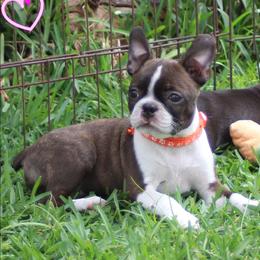 ZIGGY - Brindle and white female Boston Terrier puppy in Brooksville, Florida from Delamorés Pups