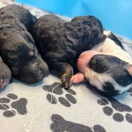Ruby - Phantom female Poodle puppy in Mauston, Wisconsin from Quiverfull Acres