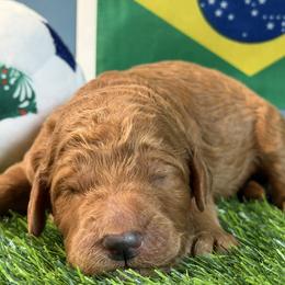 Boy 5 - male Goldendoodle puppy in Auburn, Indiana from Cooper’s Doodles