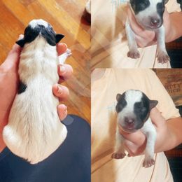 Australian Cattle Dog Puppies from Twisted C Heelers