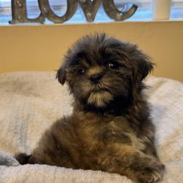 Little Lion - Black male Shih Tzu puppy in Tennessee from Cutshall Babies