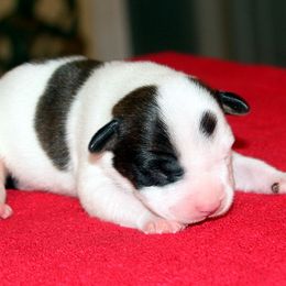 American Staffordshire Terrier Puppies from Diane Guilmette