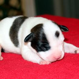 American Staffordshire Terrier Puppies from Diane Guilmette