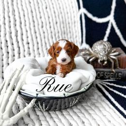 Rue - Red  female Goldendoodle puppy in Springville, Utah from Happy Doodle