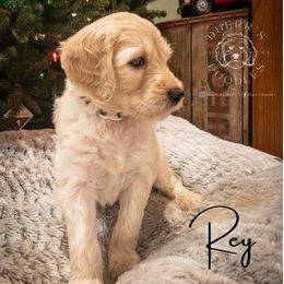 Goldendoodle and Golden Retriever Puppies from Duerr's Doodles & Retrievers