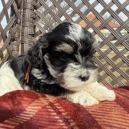 Wishbone - Parti male Miniature Schnauzer puppy in Comanche, Texas from Circle R