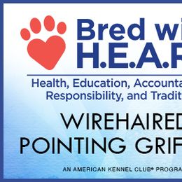 Wirehaired Pointing Griffon Puppies from Gunpowder Griffons