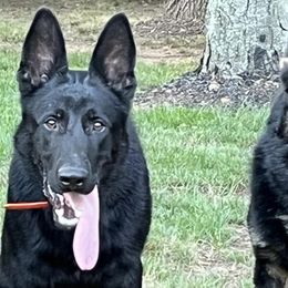 German Shepherds from Piotr's German Shepherd Dogs