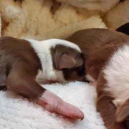 Miniature Australian Shepherd Puppies from Barnyard Mini Aussies