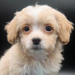 Pumbaa - Cream male Maltipoo puppy in Georgia/Florida, Florida from Fiesta Pups