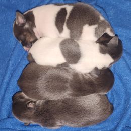 Teddy Roosevelt Terrier puppies from LoupGarou Terriers