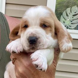 Mickey - Mahogany and white male Basset Hound puppy in High Hill, Missouri from High Hill Hounds