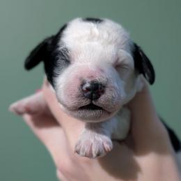 Envy - Parti female Poodle puppy in Salem Township, Maine from Moirae Poodles