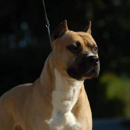 Cash - American Staffordshire Terrier