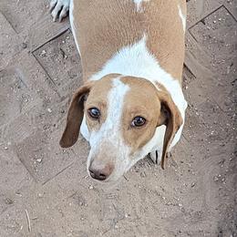 Maggie - Dachshund