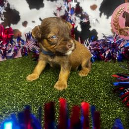 Buzz - Wheaten male Miniature Schnauzer puppy in Edinburg, Texas from Forever Schnauzers
