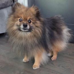 Loki - Orange sable male Pomeranian puppy in New Lenox, Illinois from Illinois Poms