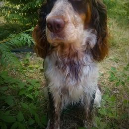 Ruby - English Springer Spaniel