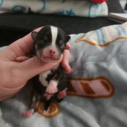 Alvin - Black and tan male Chihuahua puppy in Ashtabula, Ohio from Paw's & Awe's Chihuahuas
