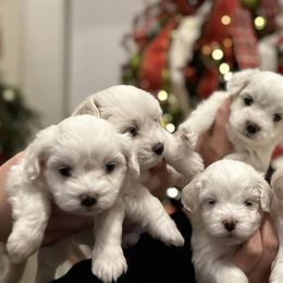 Cotons de Tulear from Poppy Pearl Cotons