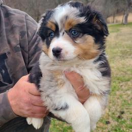 Marge - Blue merle female Miniature Australian Shepherd puppy in Laconia, Indiana from Beasley Acres Aussies