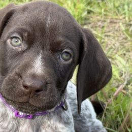 Girl 1 - Liver and white female German Shorthaired Pointer puppy in Laurel, Montana from Upland Points Gun Dogs