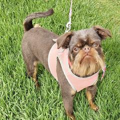 Kramer - Brussels Griffon