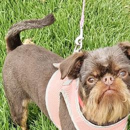 Kramer - Brussels Griffon