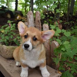 Sparrow - Red female Pembroke Welsh Corgi puppy in Forestville, Wisconsin from Bottom Of the Thumb Pembroke Corgis