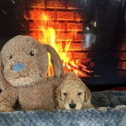 Candy Cane - Apricot female Poodle puppy in Clearwater, Florida from Poodle Majesty