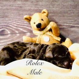 Rolex - Brown male Bernedoodle puppy in Ohio from Moore Doodles