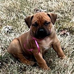 Pink female - Red female Boerboel puppy in Rockford, Illinois from Adoraboerboels