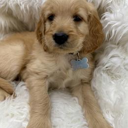 Eloise - Apricot female Goldendoodle puppy in Boise, Idaho from Goldendoodle Baby