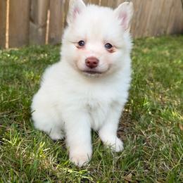 Gus McCrae - White male Pomsky puppy in Blue Earth, Minnesota from Blue Sky Pomsky