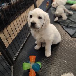 Summer - Light golden male Golden Retriever puppy in Seymour, Missouri from High Road Golden Retrievers