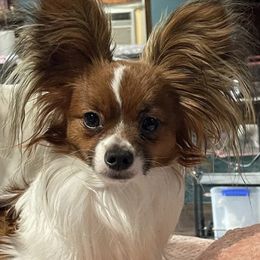 Flash - Papillon