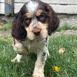 Georgie - Liver white and tan male English Springer Spaniel puppy in Coeur D'alene, Idaho from Springer Hollow