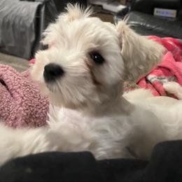 Stevie (red collar) - White male Miniature Schnauzer puppy in Port Orchard, Washington from Silver Bells Miniature Schnauzers