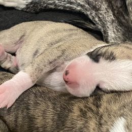 Boy 4 - Fawn brindle male Whippet puppy in Coventry, Rhode Island from Aristaios Farms