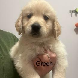 Green male - Golden male Golden Retriever puppy in Jesup, Georgia from Painted Platinum Retrievers (Painted Platinum Kennel) PPK