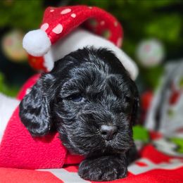 Cindy-Lou - Black female Cockapoo puppy in Indiahoma, Oklahoma from Phamily Doodles