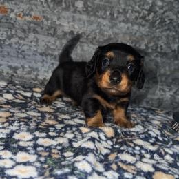 Girl 1 - Black and tan female Dachshund puppy in Liberty, Mississippi from Liberty Oaks Aussies and Dachshunds