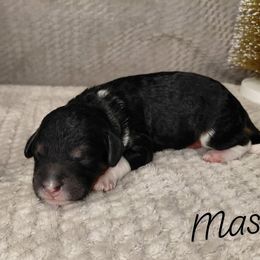 Mason - Black male Goldendoodle puppy in Eau Claire, Wisconsin from Fisher River Doodle's